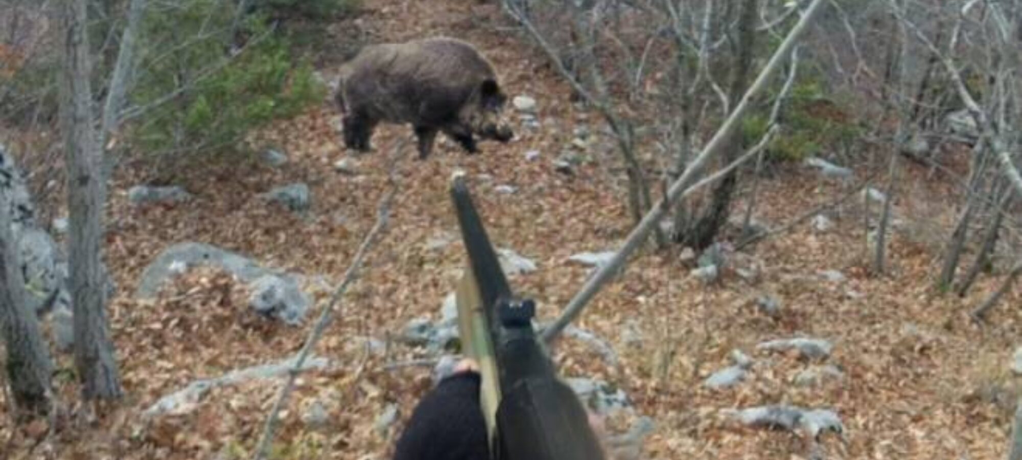 Urbino cinghiali e pallettoni LAC Lega Abolizione Caccia