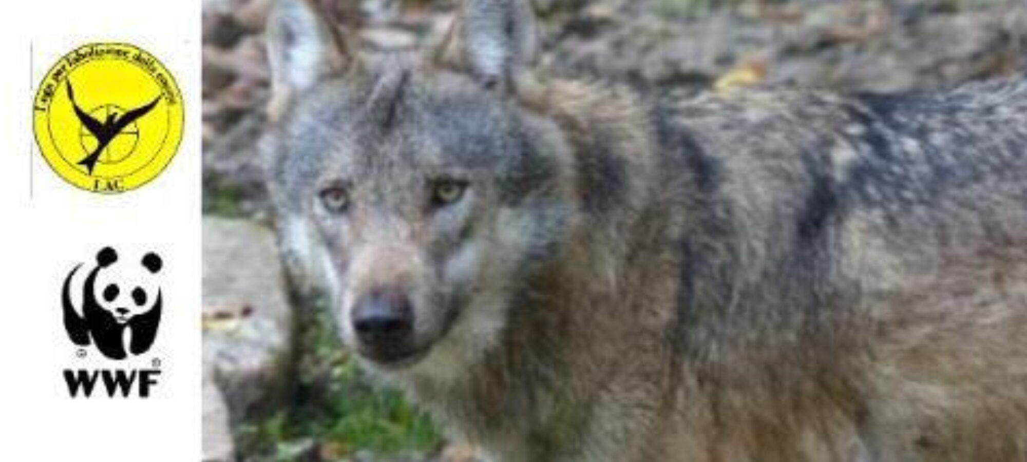 VIVA I LUPI LAC Lega Abolizione Caccia