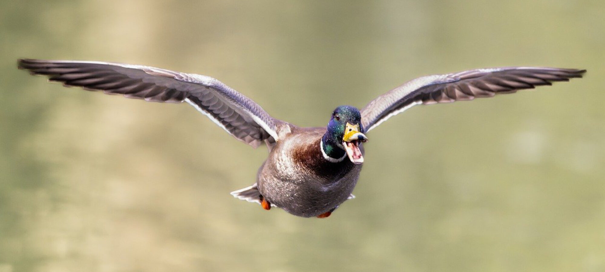 Veneto accolto ricorso su calendario venatorio LAC Lega Abolizione Caccia