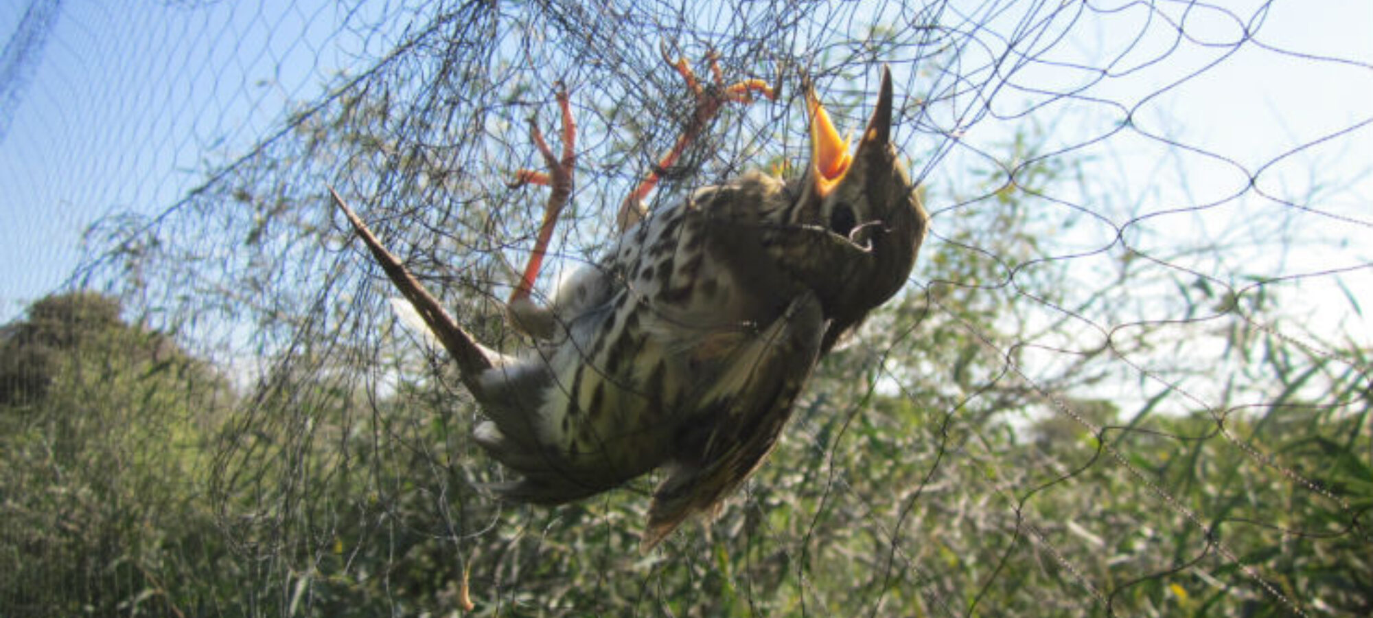 Verso la fine di tutta la caccia in deroga tradizionale in Europa LAC Lega Abolizione Caccia