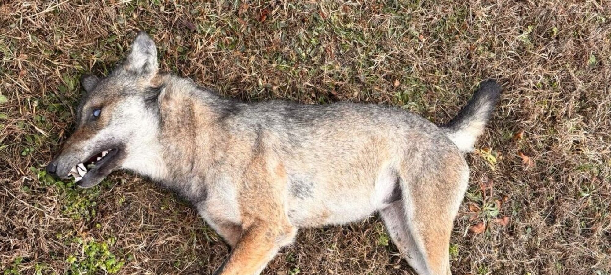 immagine di lupo avvelenato