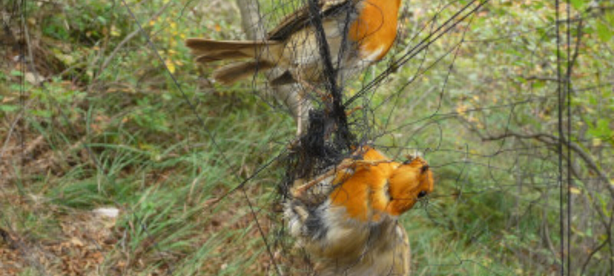 Antibracconaggio Brescia operazione Pettirosso 2024 LAC Lega Abolizione Caccia