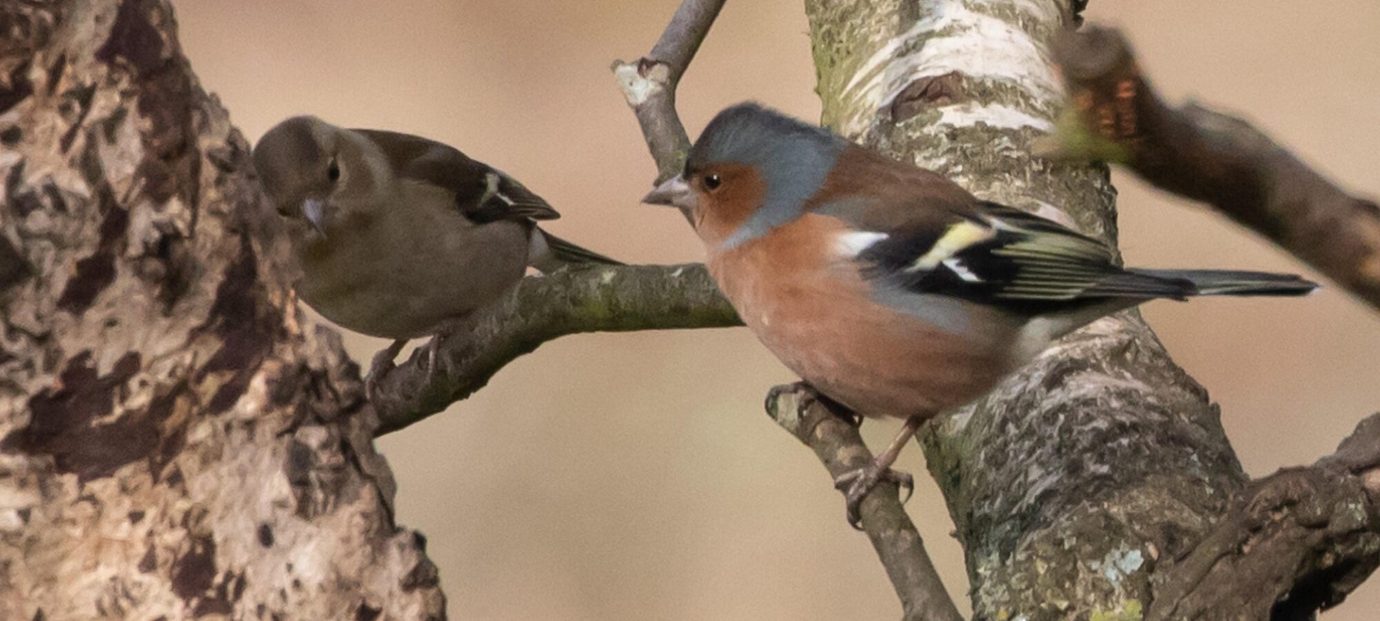 Coppia di fringuelli