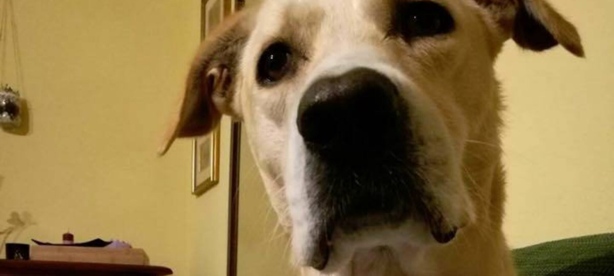 Labrador ucciso 199163