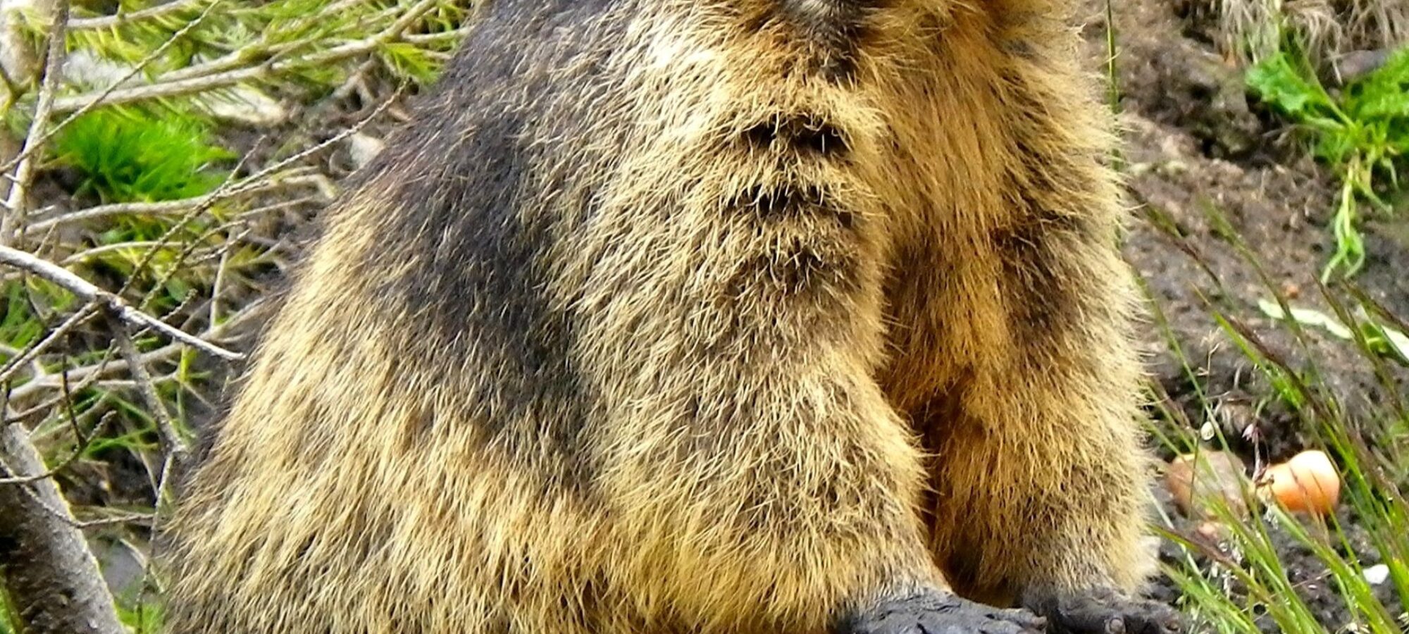 Milchdrink marmotta pixabay