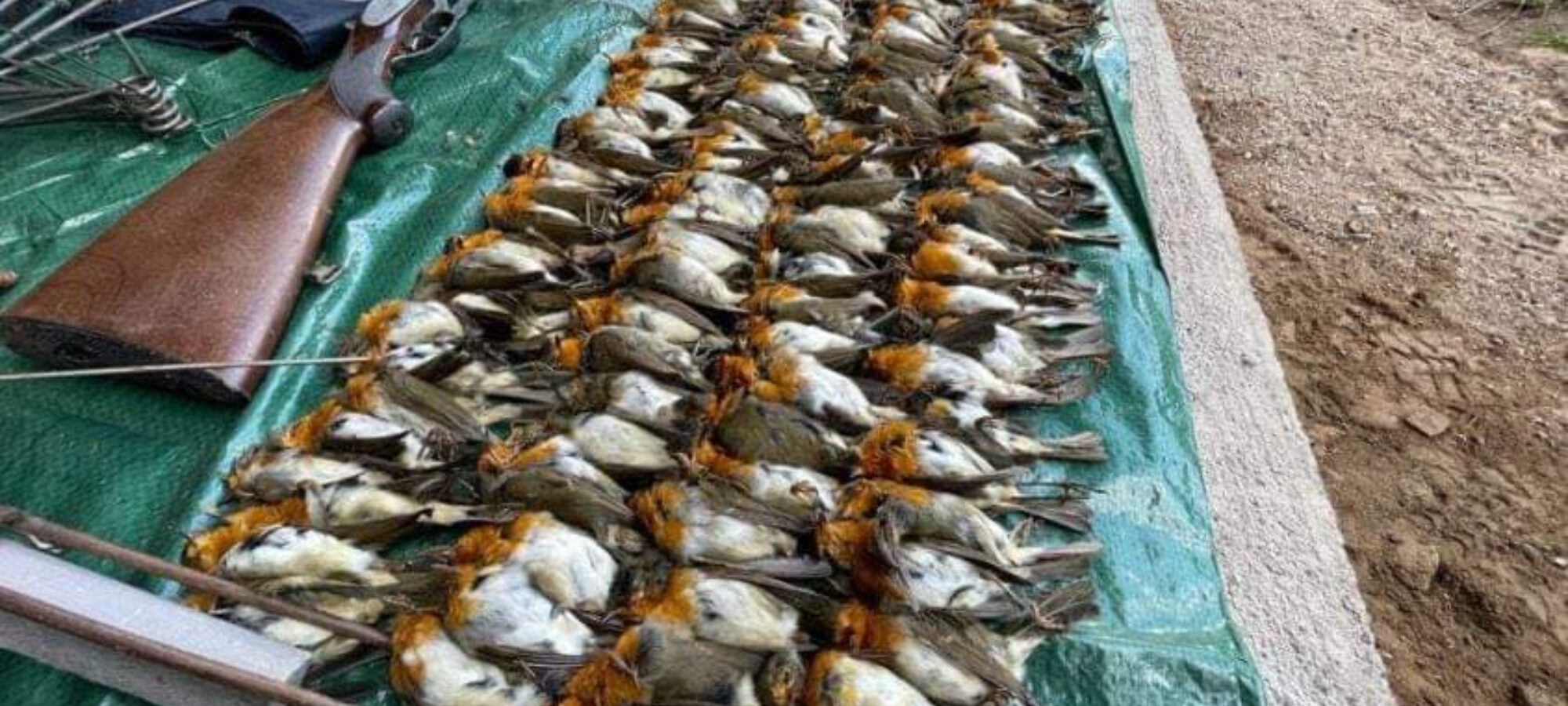 Pettirossi bracconaggio n