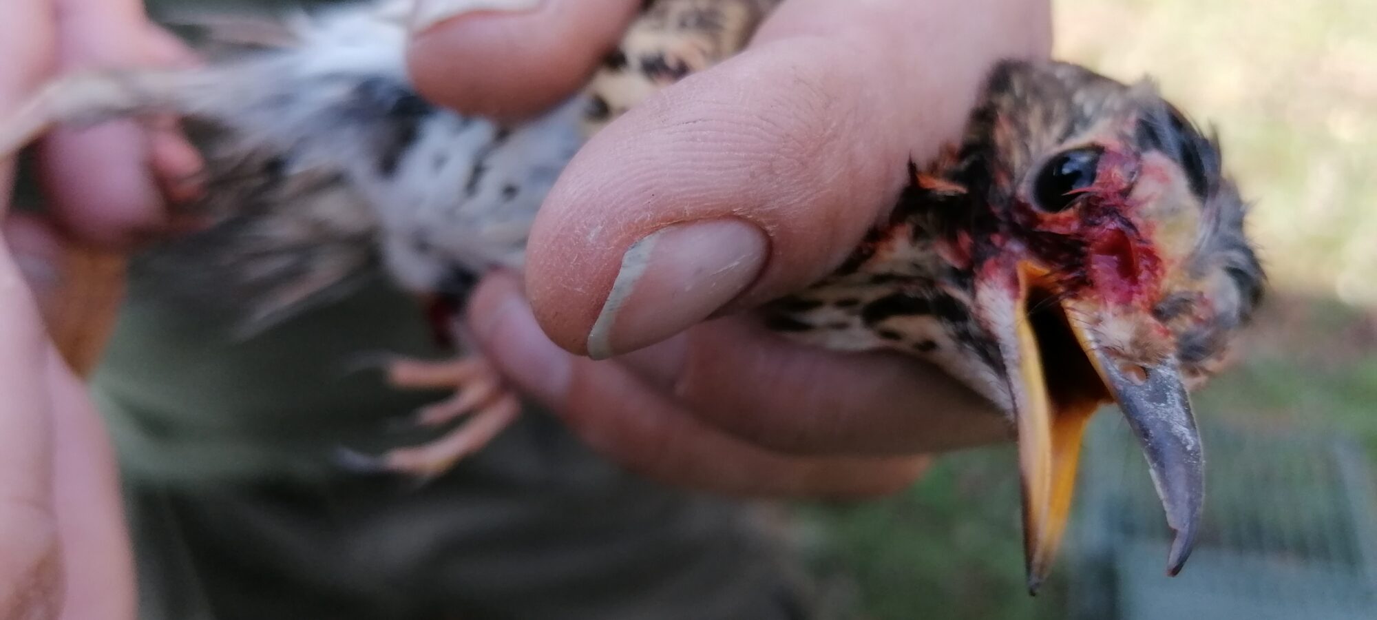 Richiamo vivo che chiede libertà