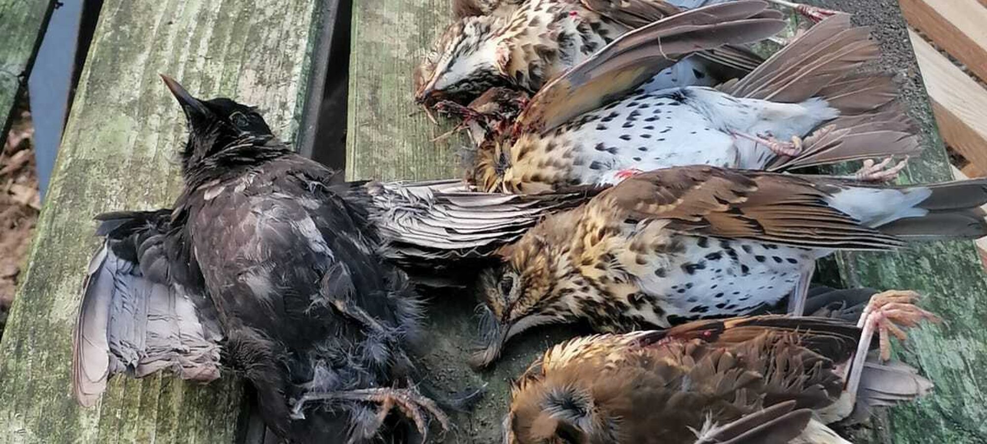 Tordi merli uccelli uccisi caccia