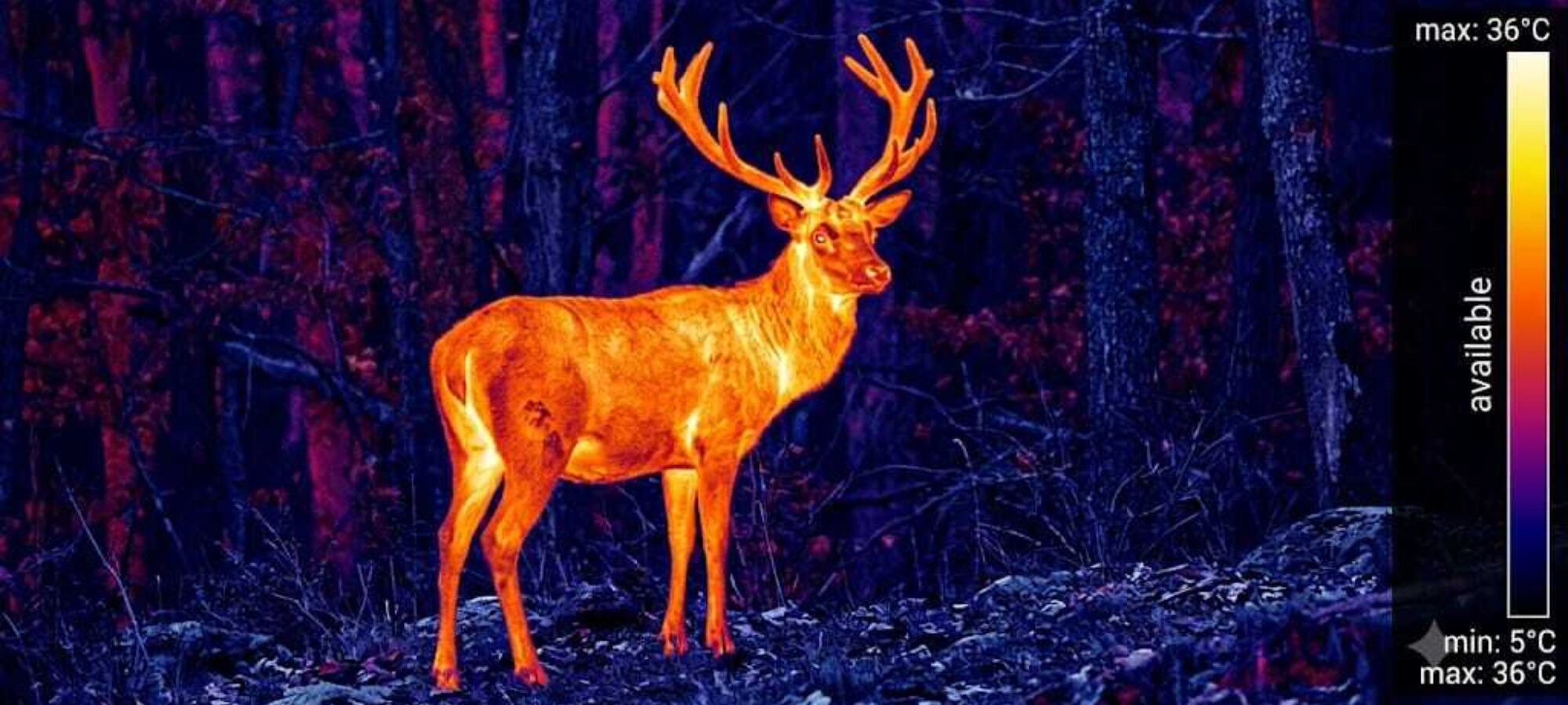 Visore notturno e cervo
