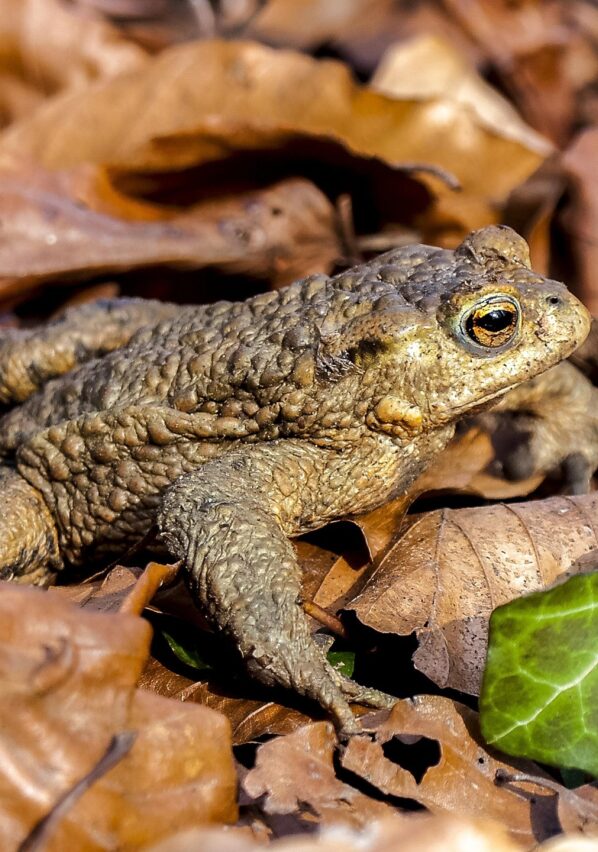 Rospo Kathy Büscher da Pixabay0