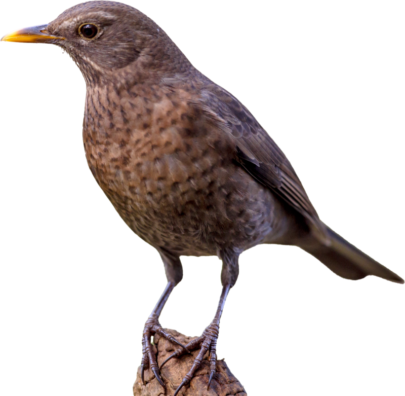 A82d842c9c041adfa11f07a535a85ca576abd218