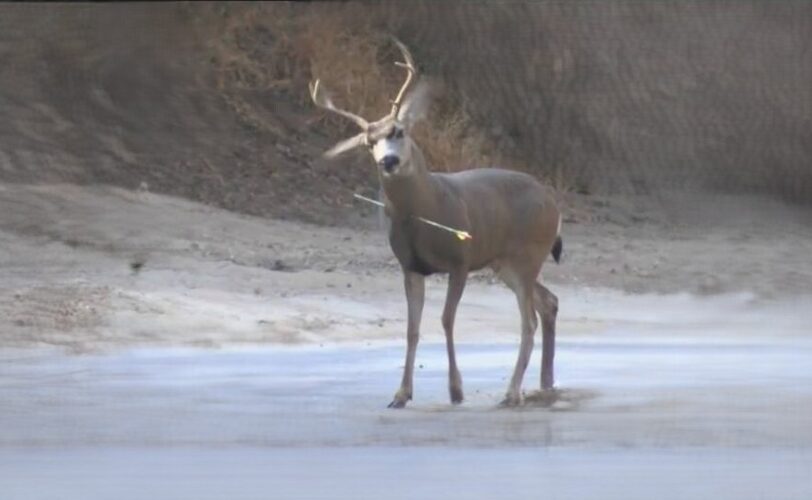 55912228 2459460437431435 6976117475389734912 n