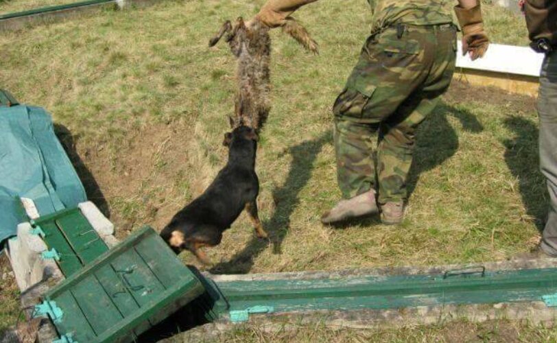 Addestramento cani basta crudeltà LAC Lega Abolizione Caccia