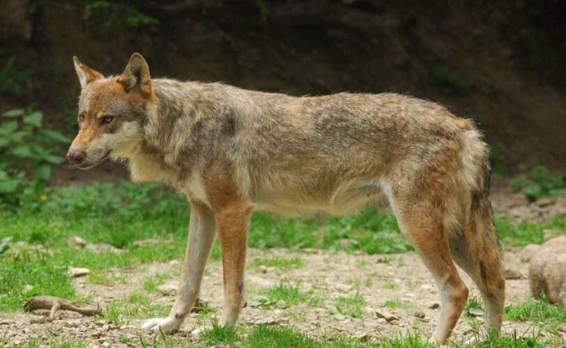 Aggressioni dei Lupi infondate e ridicole accuse LAC Lega Abolizione Caccia