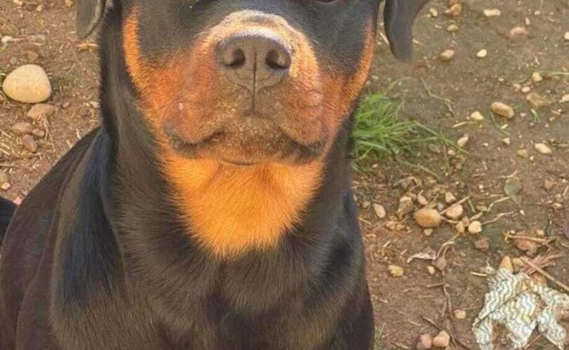 Animalicidio a Parabiago LAC Lega Abolizione Caccia