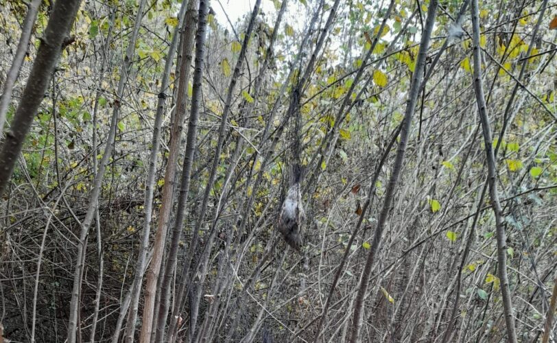 Antibracconaggio a Brescia una stagione interminabile LAC Lega Abolizione Caccia