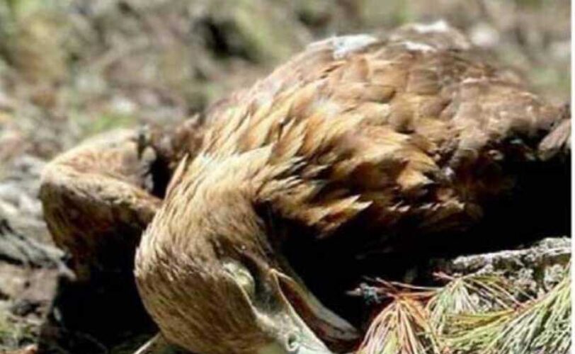 Aquila uccisa a Gais chiediamo giustizia LAC Lega Abolizione Caccia