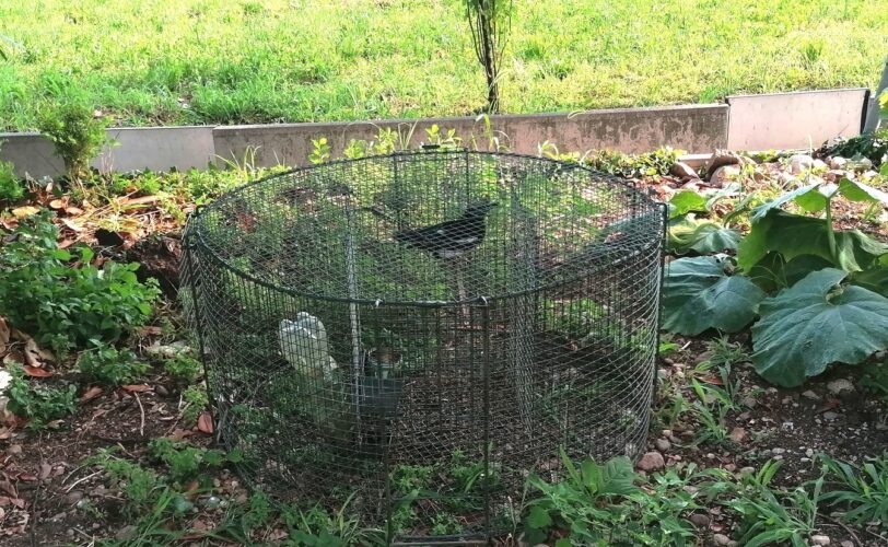 Brescia 2 denunciati per detenzione illecita di Gazze e Tasso LAC Lega Abolizione Caccia