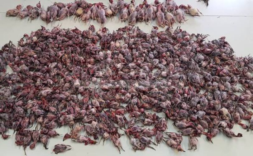 Brescia lotta al bracconaggio vanificata dalla tenuità del fatto LAC Lega Abolizione Caccia