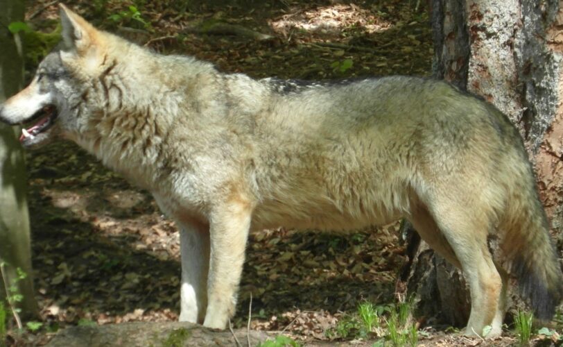 CACCIA AL LUPO LAC Lega Abolizione Caccia