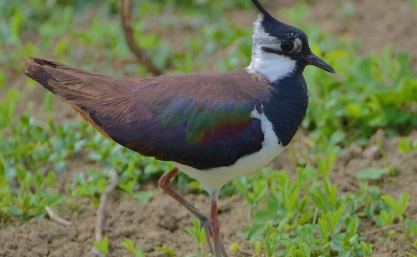 Caccia a Moriglione e Pavoncella arriva lo stop da Eu e Ministero Ambiente LAC Lega Abolizione Caccia