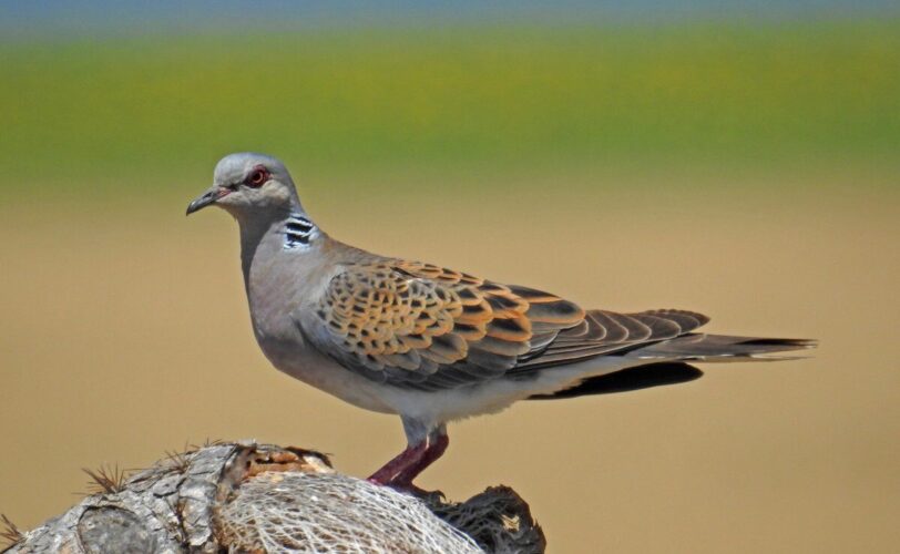 Caccia anticipata e finanziamenti LAC Lega Abolizione Caccia