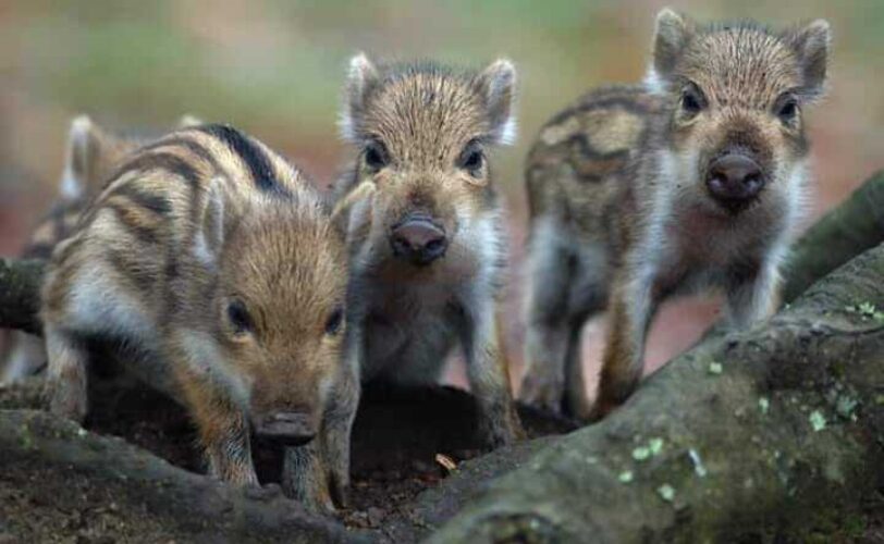 Cinghiali La scienza dimostra che la caccia è il problema LAC Lega Abolizione Caccia