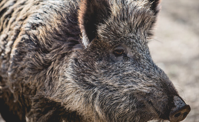 Cinghiali via alla sperimentazione del contraccettivo Gona Con LAC Lega Abolizione Caccia