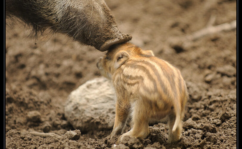 Coldiretti e la grande illusione delle doppiette LAC Lega Abolizione Caccia