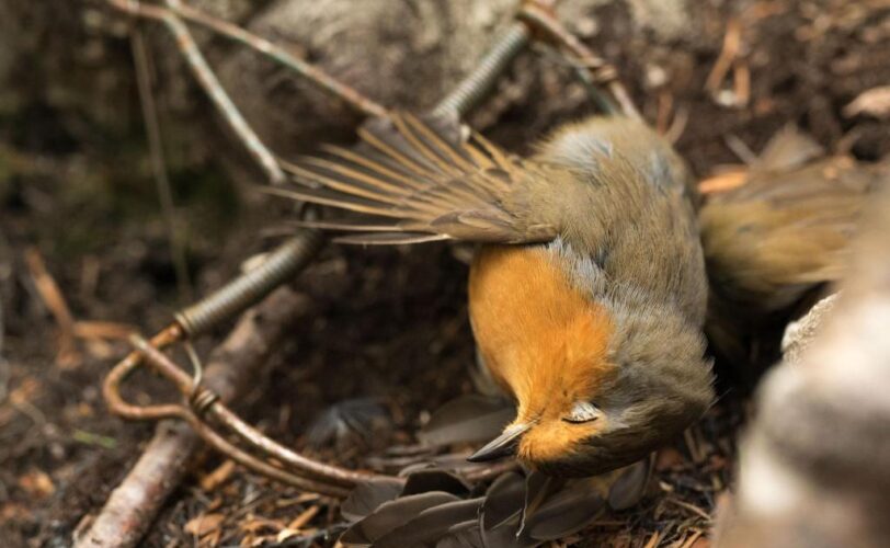 Collegato ambientale non sia un occasione persa LAC Lega Abolizione Caccia
