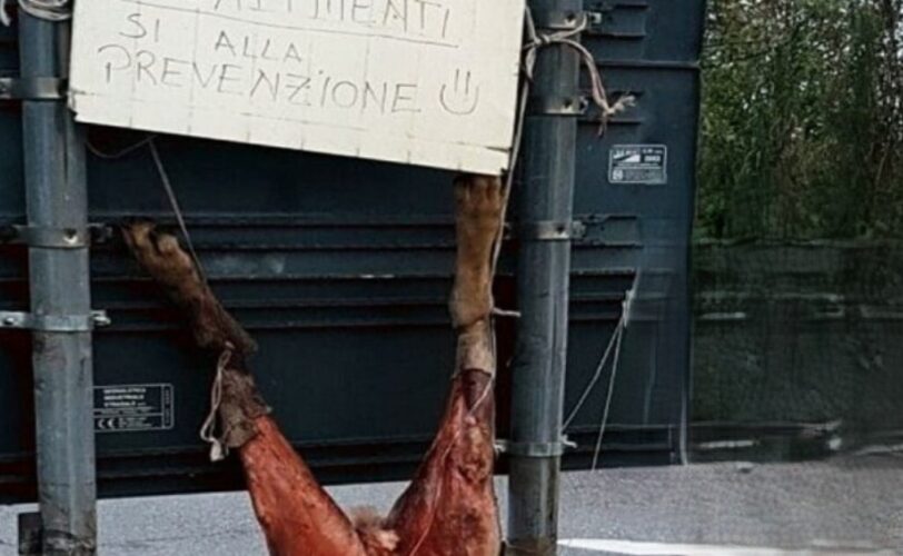 Condannato Salvatore Fais per uccisione Lupo LAC Lega Abolizione Caccia