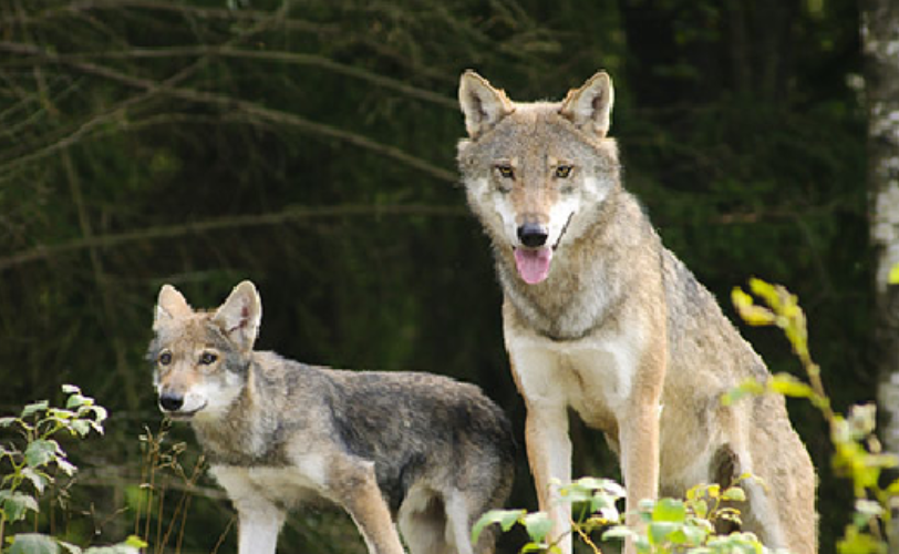 Cui Prodest LAC Lega Abolizione Caccia