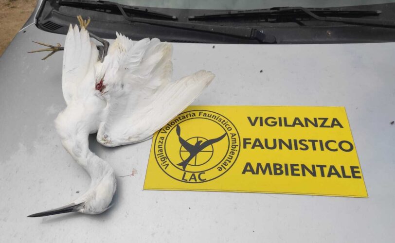Cumiana Garzetta uccisa da fucilata LAC Lega Abolizione Caccia