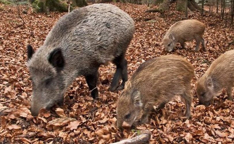 EMERGENZA CINGHIALI COME INTERVENIRE LAC Lega Abolizione Caccia