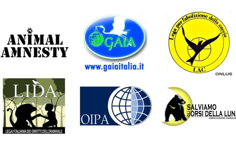 ESECUZIONE DELL ORSA KJ2 LAC Lega Abolizione Caccia