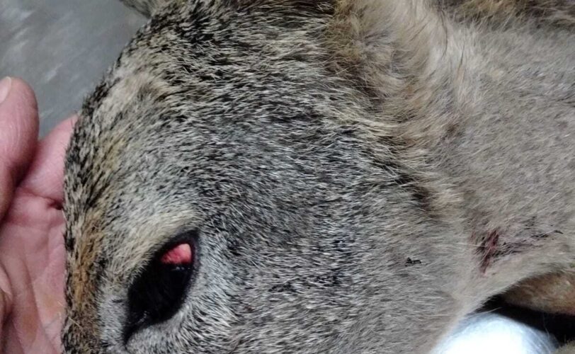 Ennesimo capriolo azzannato da cani lasciati senza guinzaglio LAC Lega Abolizione Caccia