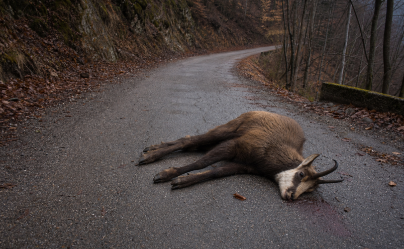 Firefly camoscio morto in una strada di un bosco 312936