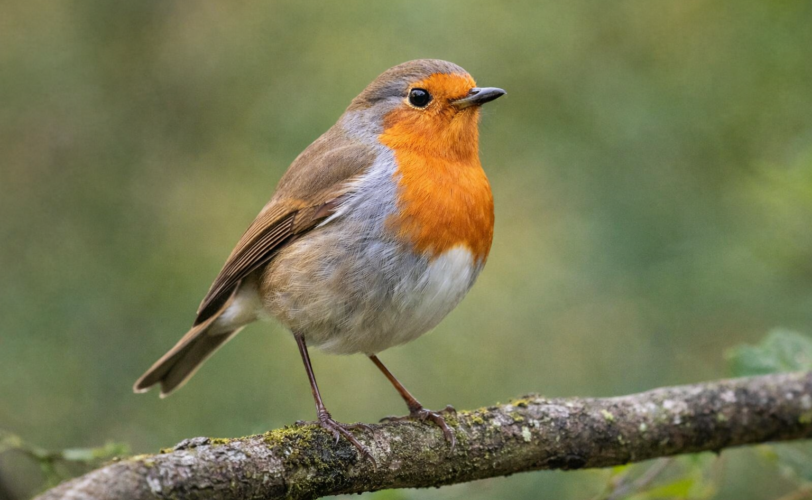 Firefly foto di un pettirosso su un ramo 841742