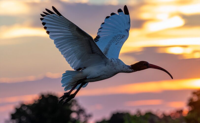 Firefly foto ibis eremita che vola al tramonto 876697