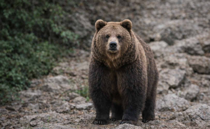 Firefly gpt image allontanalo dallobbiettivo 544473