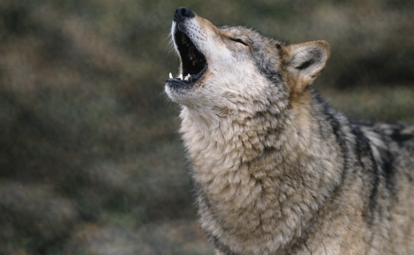 Firefly gpt image che guarda verso sinistra 366421