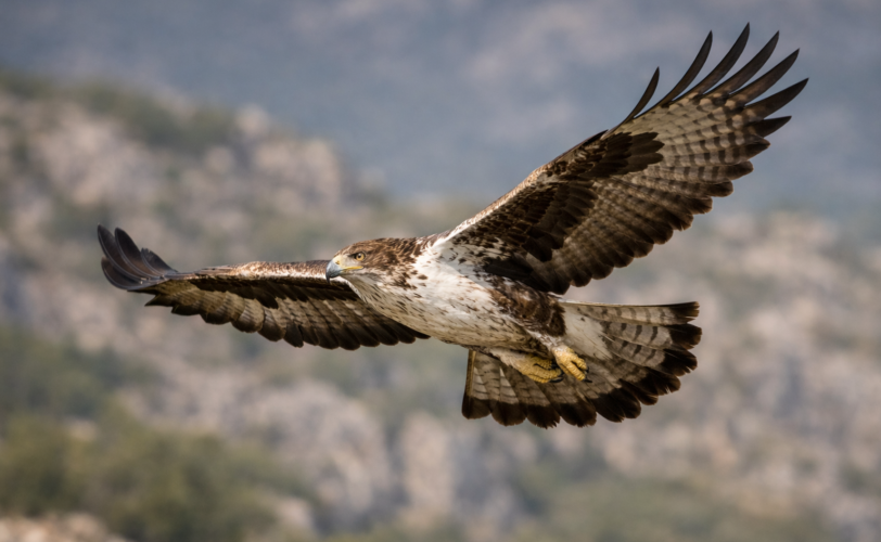 Firefly gpt image crea foto di un aquila del bonelli in volo 293014