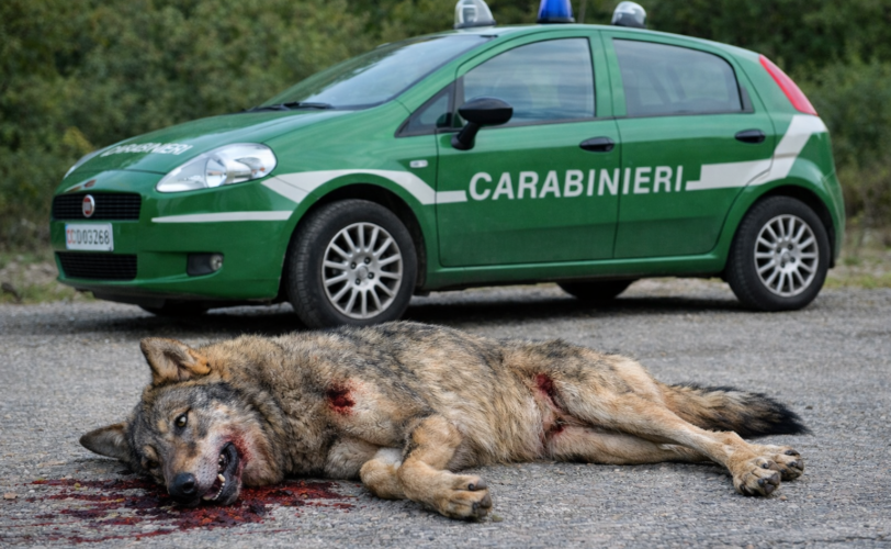 Firefly gpt image devi sostituire la macchina con quella nelle due foto 321651