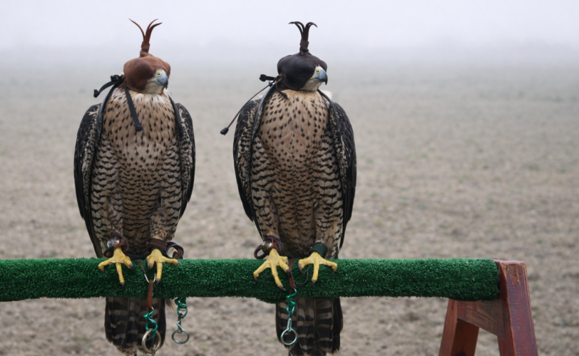 Firefly gpt image due falchi usati per falconeria con tappi agli occhi su un trespolo in un campo 841180