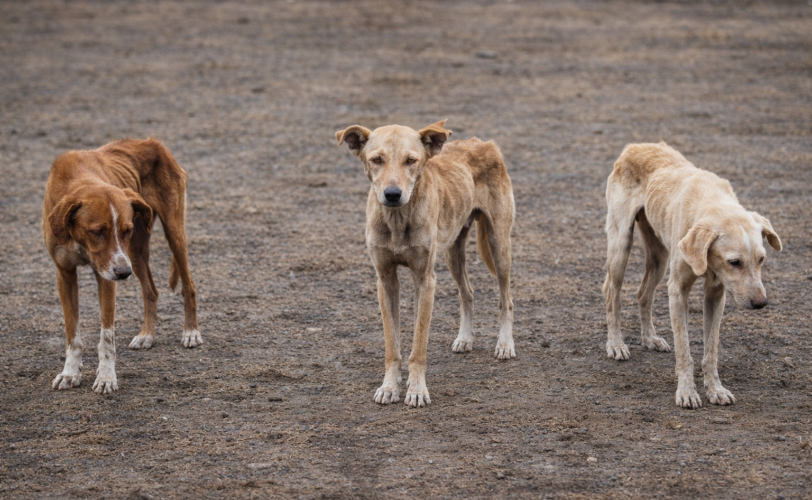 Firefly gpt image foto di tre cani magri distanziati fra di loro 51457