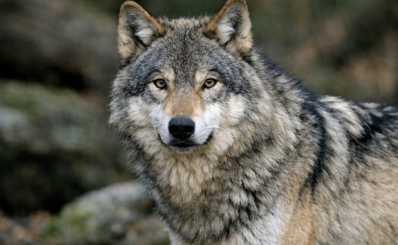 Firefly gpt image foto di un lupo 955648