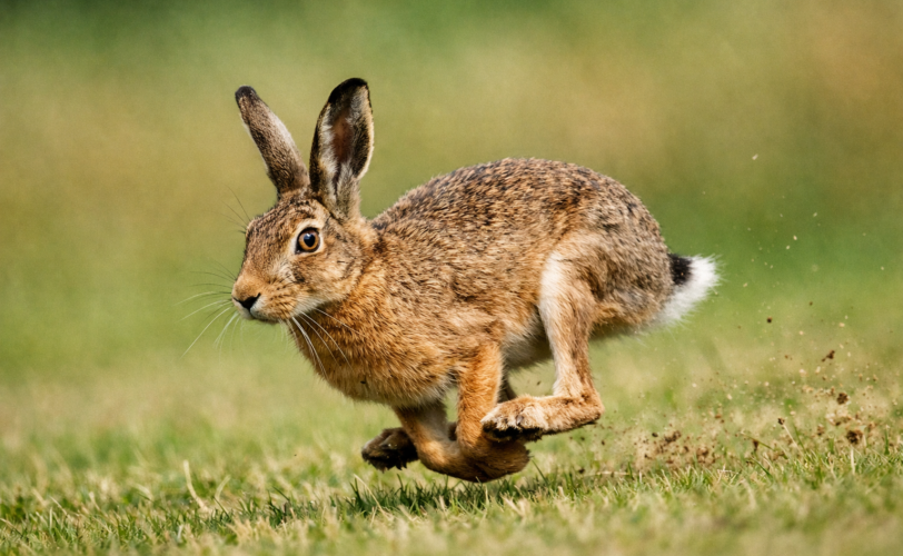 Firefly gpt image foto lepre che corre 524346