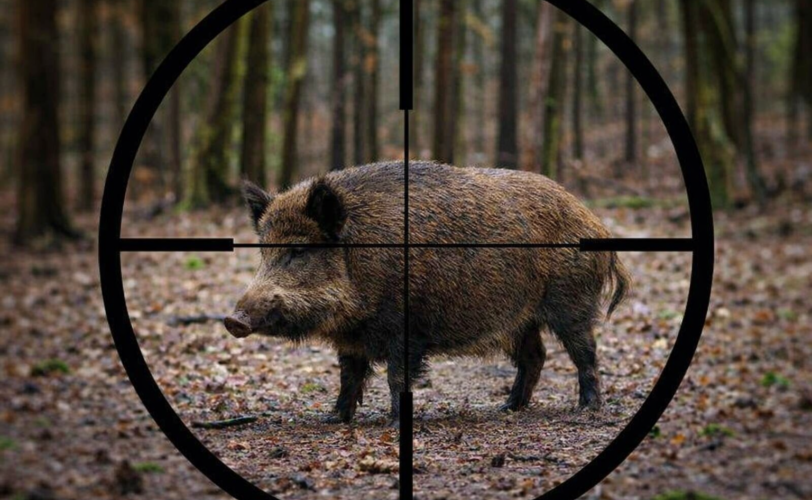 Firefly gpt image foto simile a quella di riferimento 841742