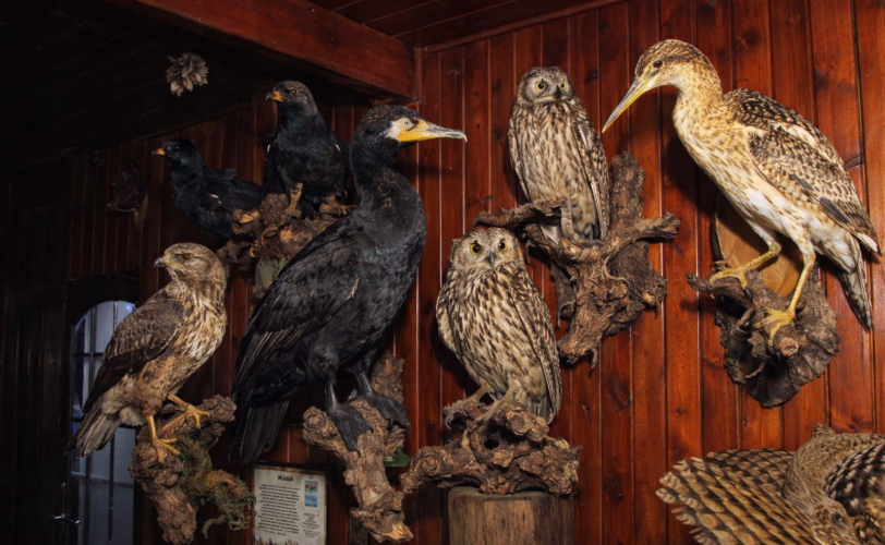 Firefly gpt image foto simile di animali imbalsamati 933556