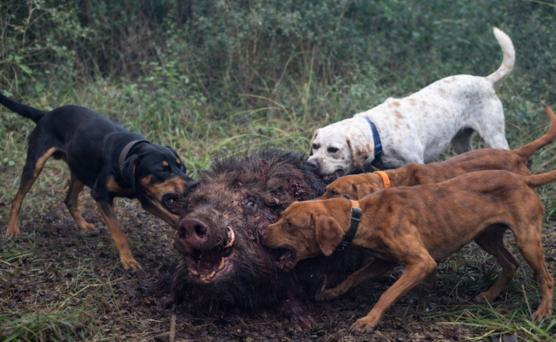 Firefly gpt image i cani devono essere devono essere un pò più magri e la faccia del cinghiale proporzi 372000